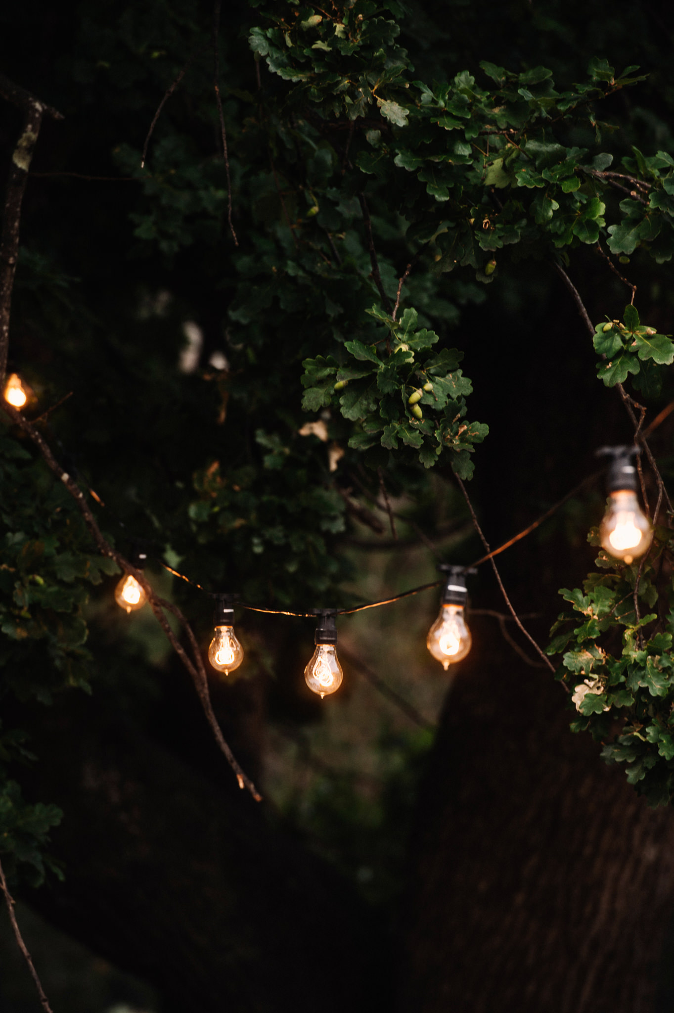  Festoon lighting in the trees around the marquee at Entally Estate 