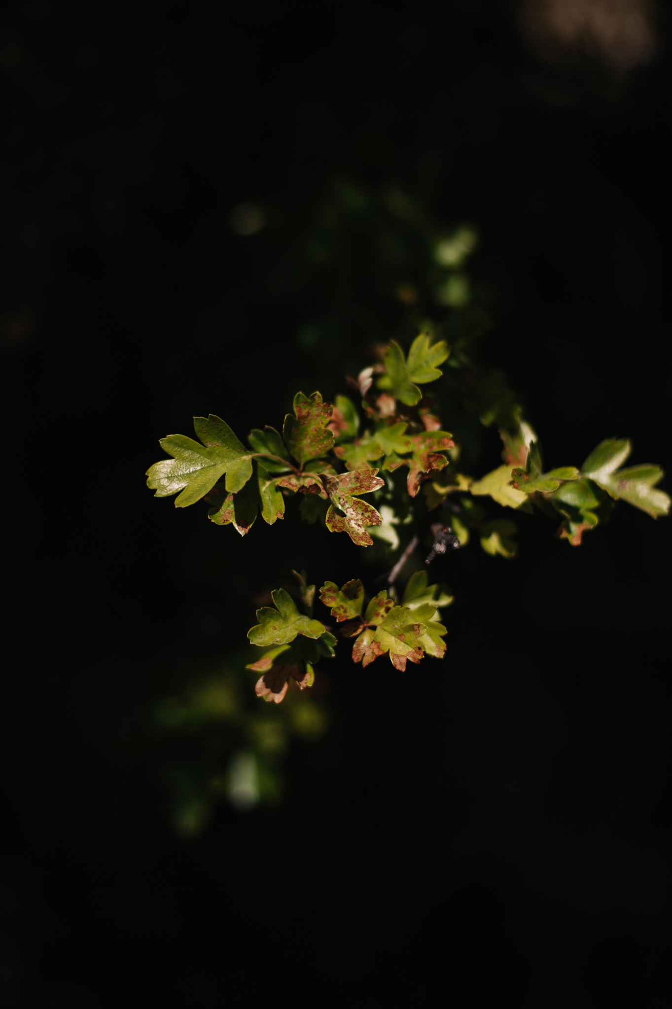 Foliage at Tasmanian website