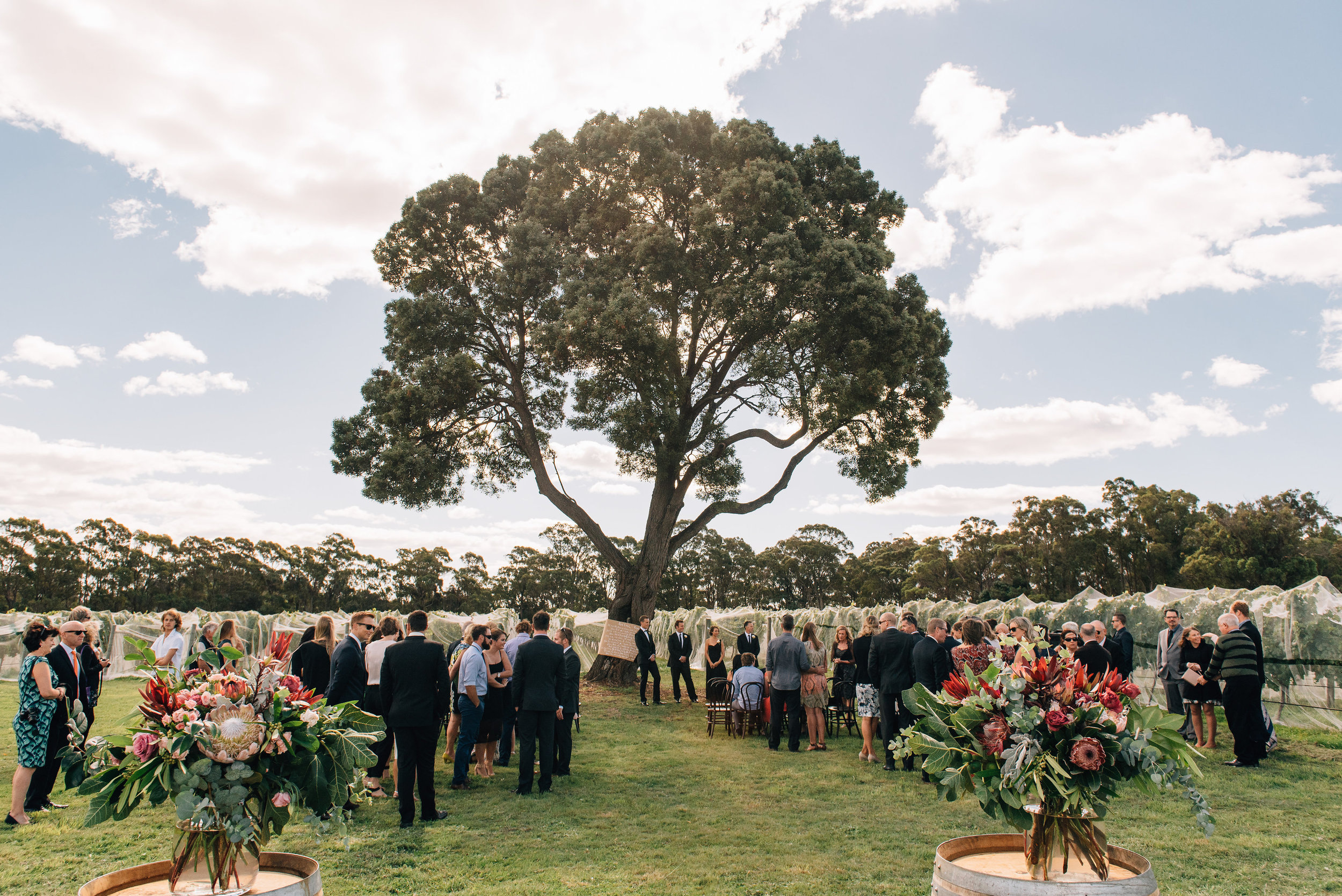  Wedding under the blackwood tree at Goaty Hill winery&nbsp; 