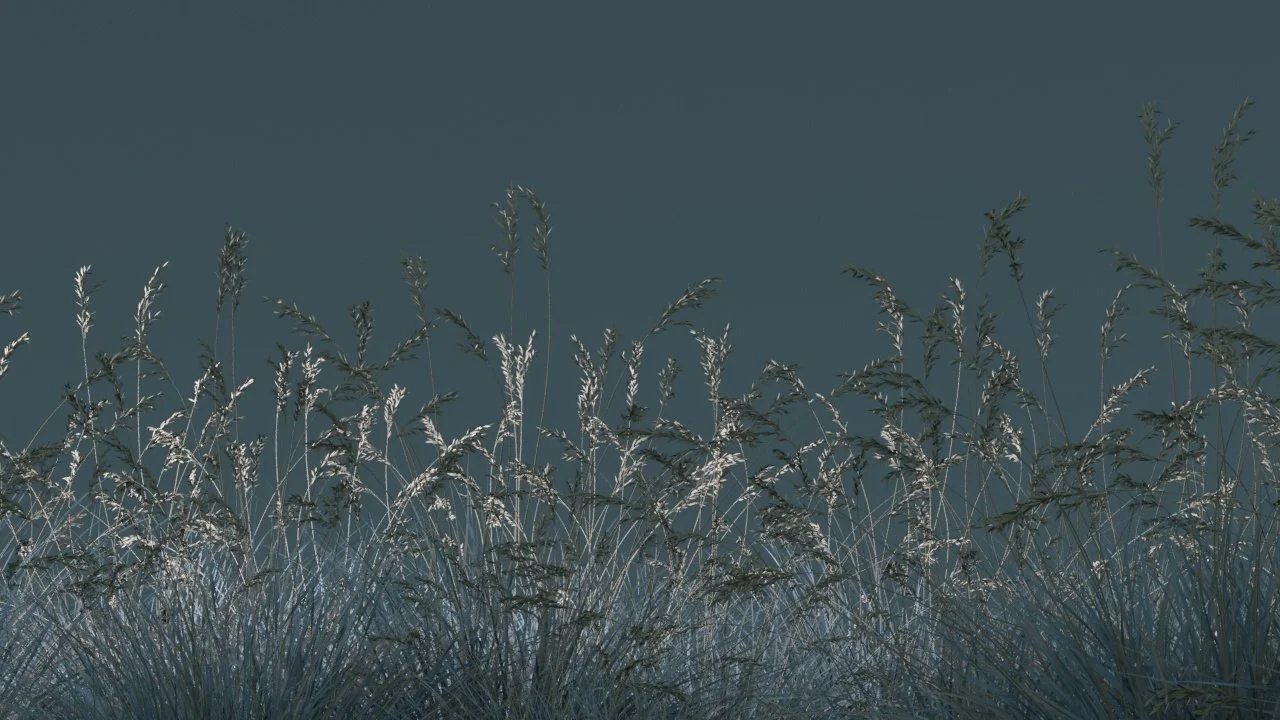 grass.jpg