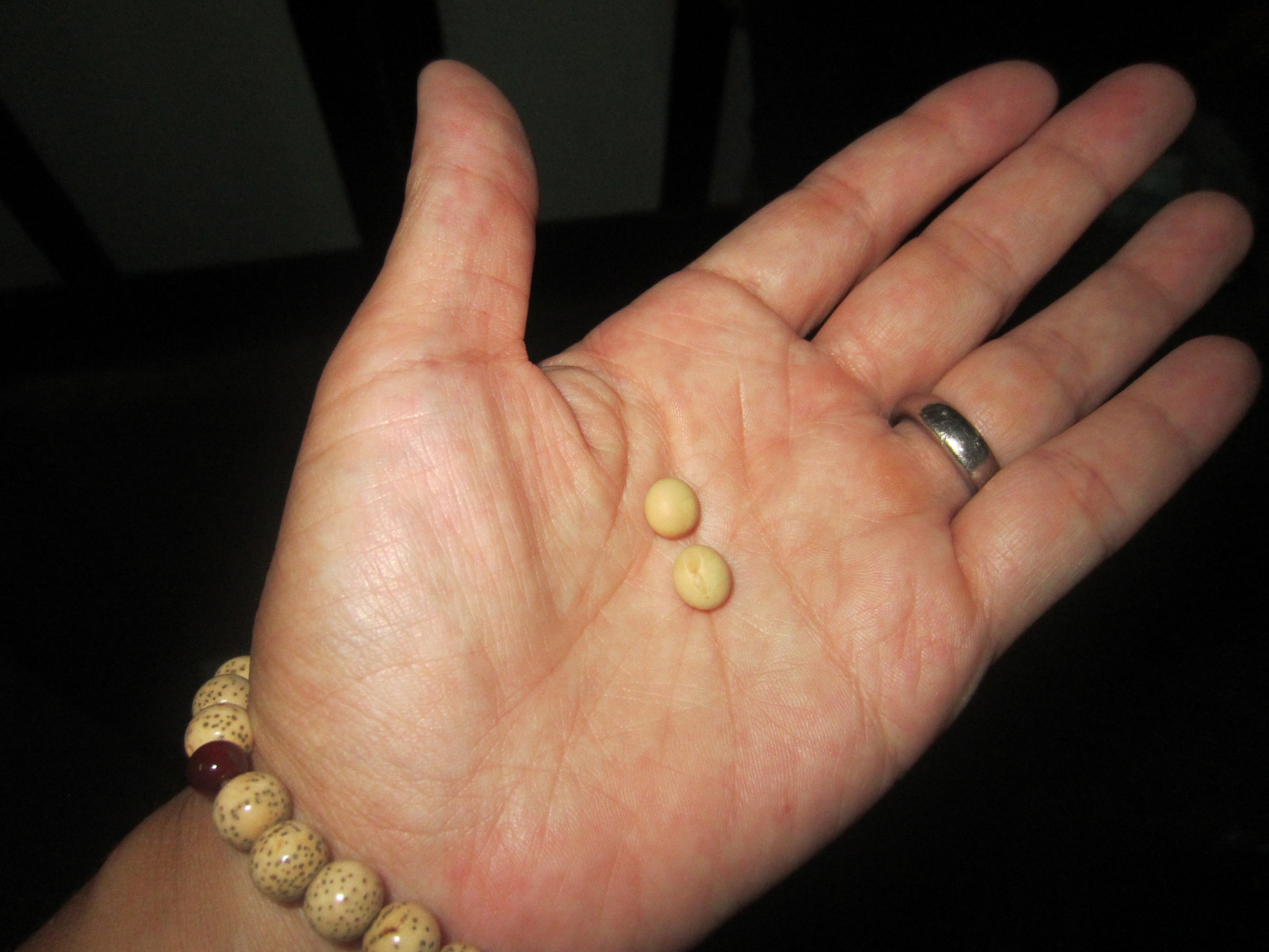Dry soybeans from Hokkaido. Interestingly, soybeans when dried are almost spherical and elongate upon soaking into a typical bean shape.