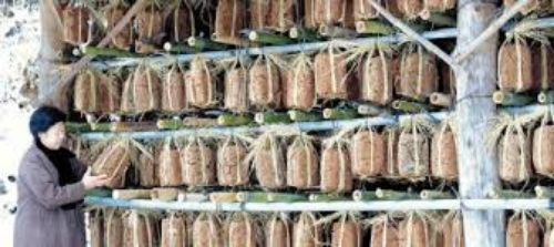 Korean doenjang meju hanging during fermentation