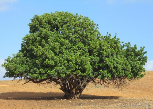 African locust bean tree ( Parkia biglobosa )