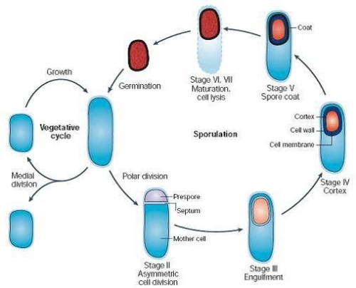 The life of B. subtilis alternates between cycles of active (vegetative) growth and sporulation/dormancy followed by re-entry into active growth. Spores shown here in red (5).