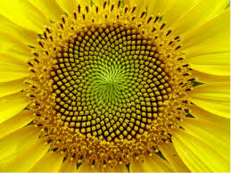 sunflower.jpeg