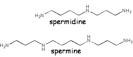 Spermidine & spermine are well studied polyamines found in natto with many potential health benefits.