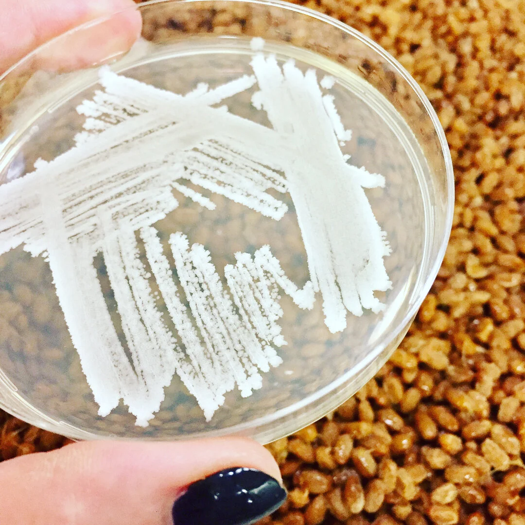 The Health and Science of Vitamin K2 & Natto’s Important Role — NYrture