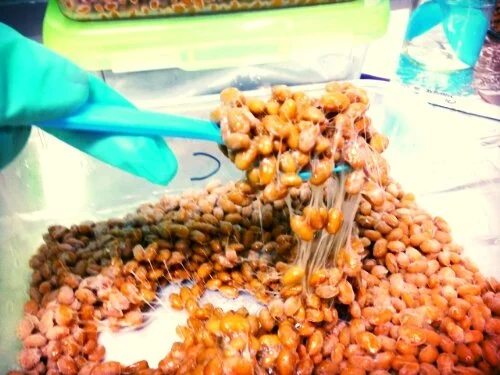 Gaga for Goo: How probiotic is NYrture New York Natto?