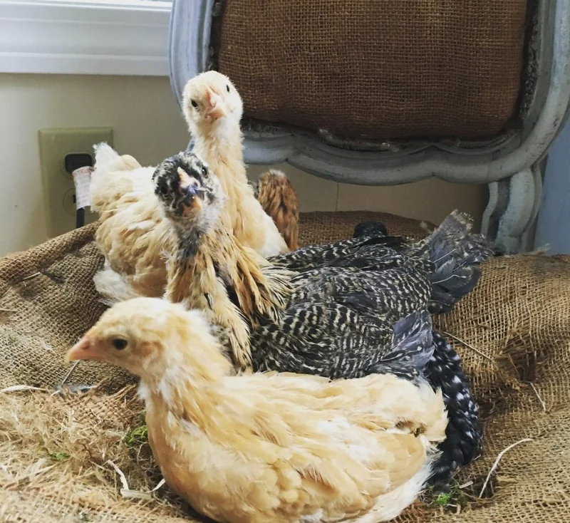 chicks_in_chair.jpeg