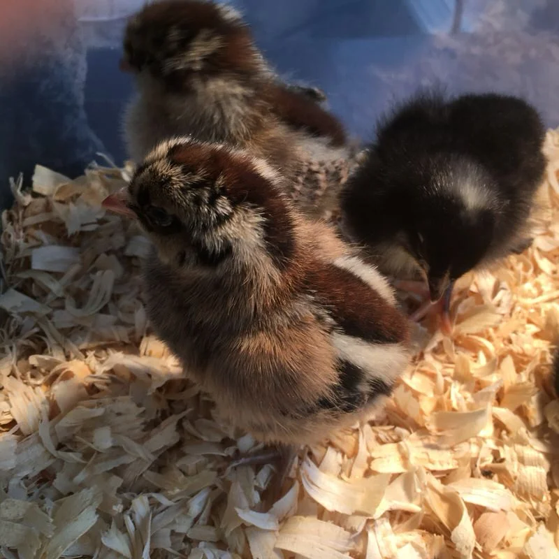 One of our two Americauna chicks