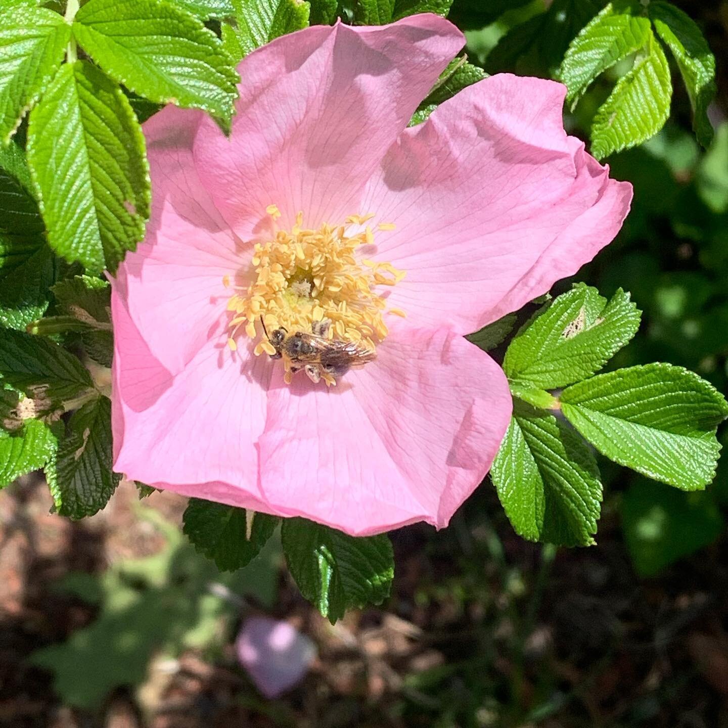 🌸Our Rosa Rugosa (Beach Rose) is in full bloom here, and so are the new &ldquo;Poems of the Sea&rdquo; candles. Thank you all so much for your wonderful support since we launched this collection. 🌸Check out the sweetest honey bee in action in our s