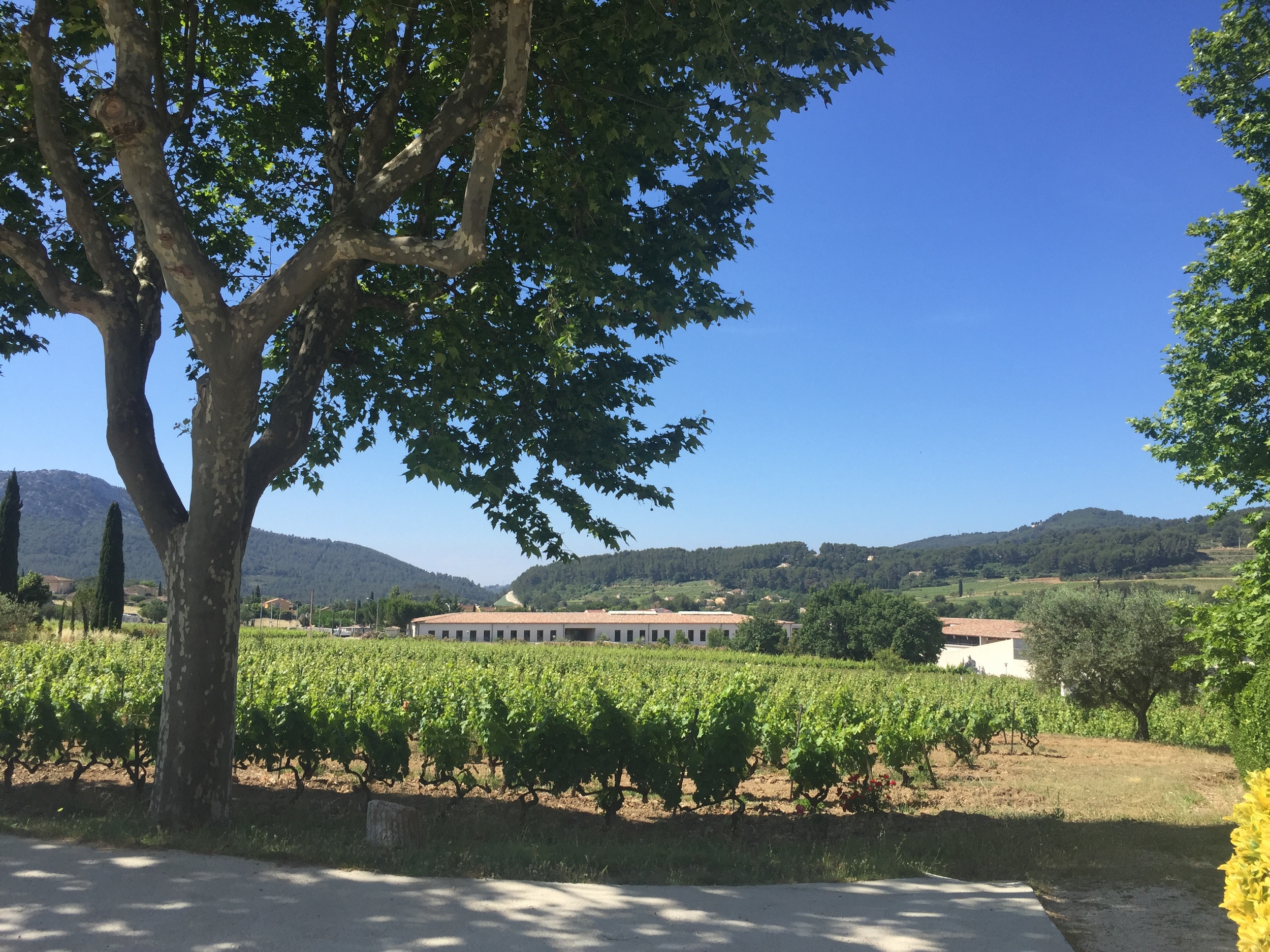 View at Domaine Tempier of the cinsault vineyards, looking towards the sea.