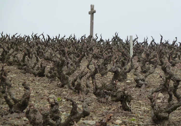 Old vines in the Cote de Py
