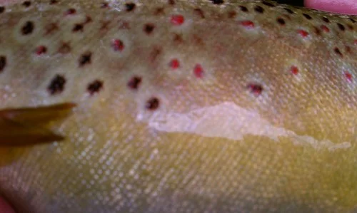IMAG0468.jpg