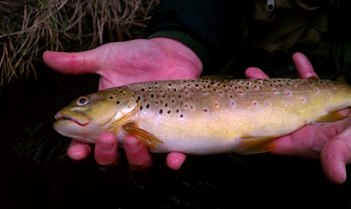 fly-factor-the-fly-factor-trout-night-fishing.jpg