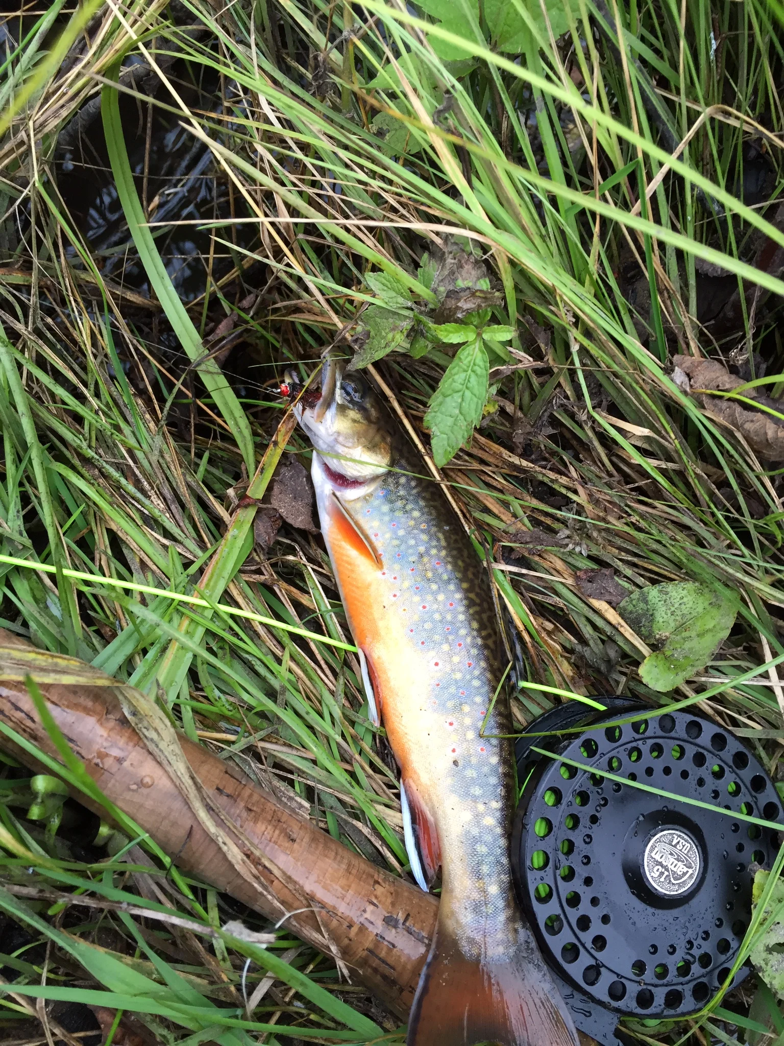 Trout, Grouse and Elk