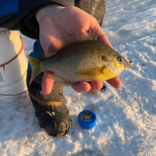 Ice time 
#flyfactor #icefishing #tipup #tipupfishing #bluegill #pike