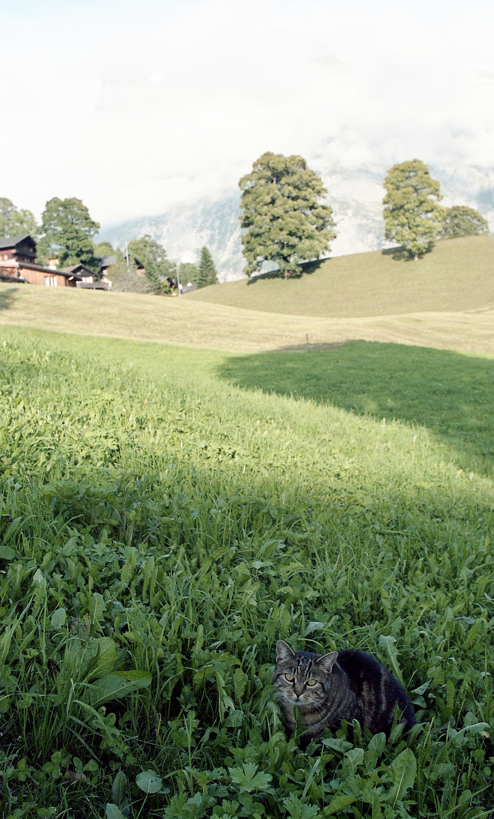 Grindelwald, Switzerland (2014)