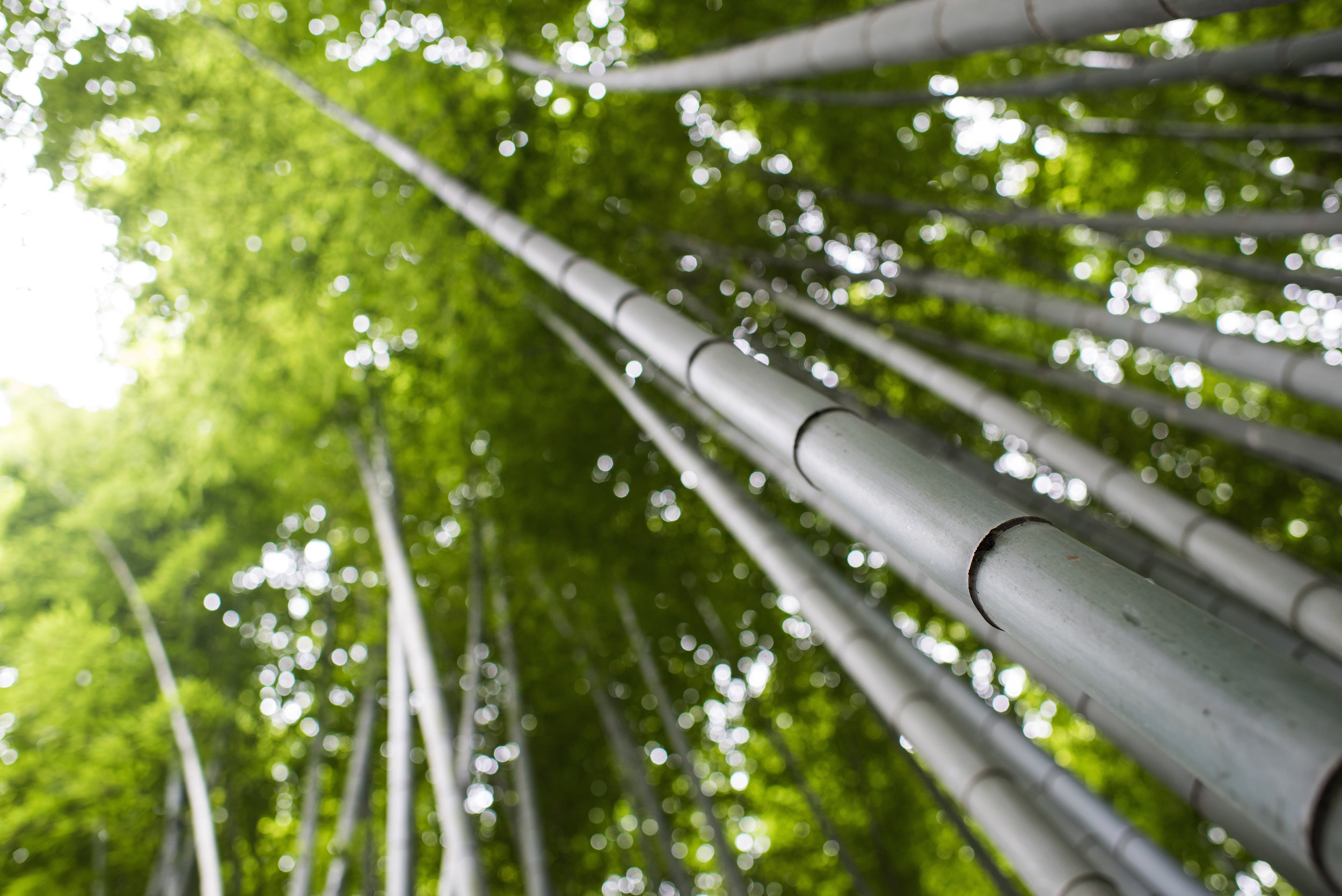Arashiyama, Kyoto, Japan (2016)