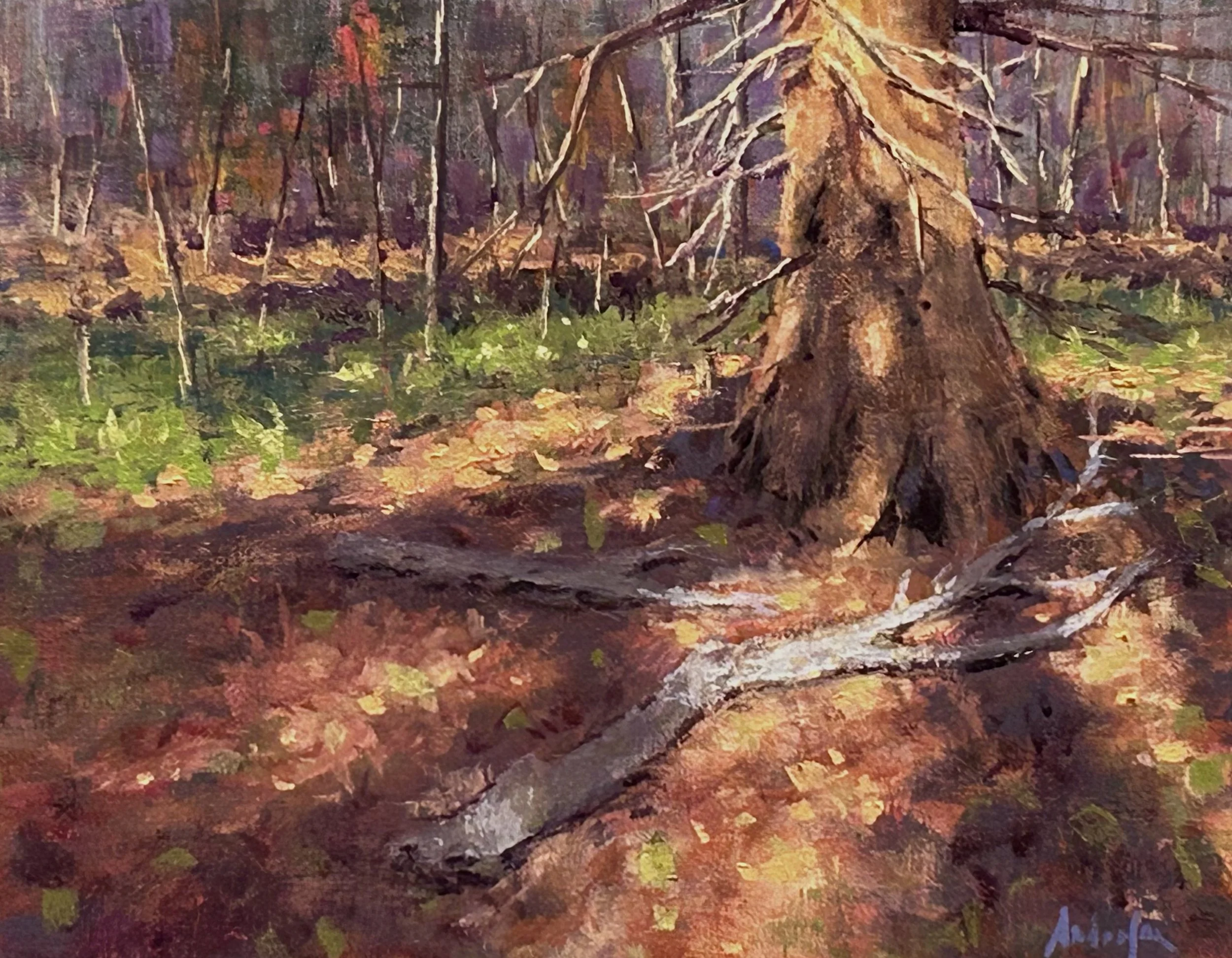 Shadows on the Forest Floor 