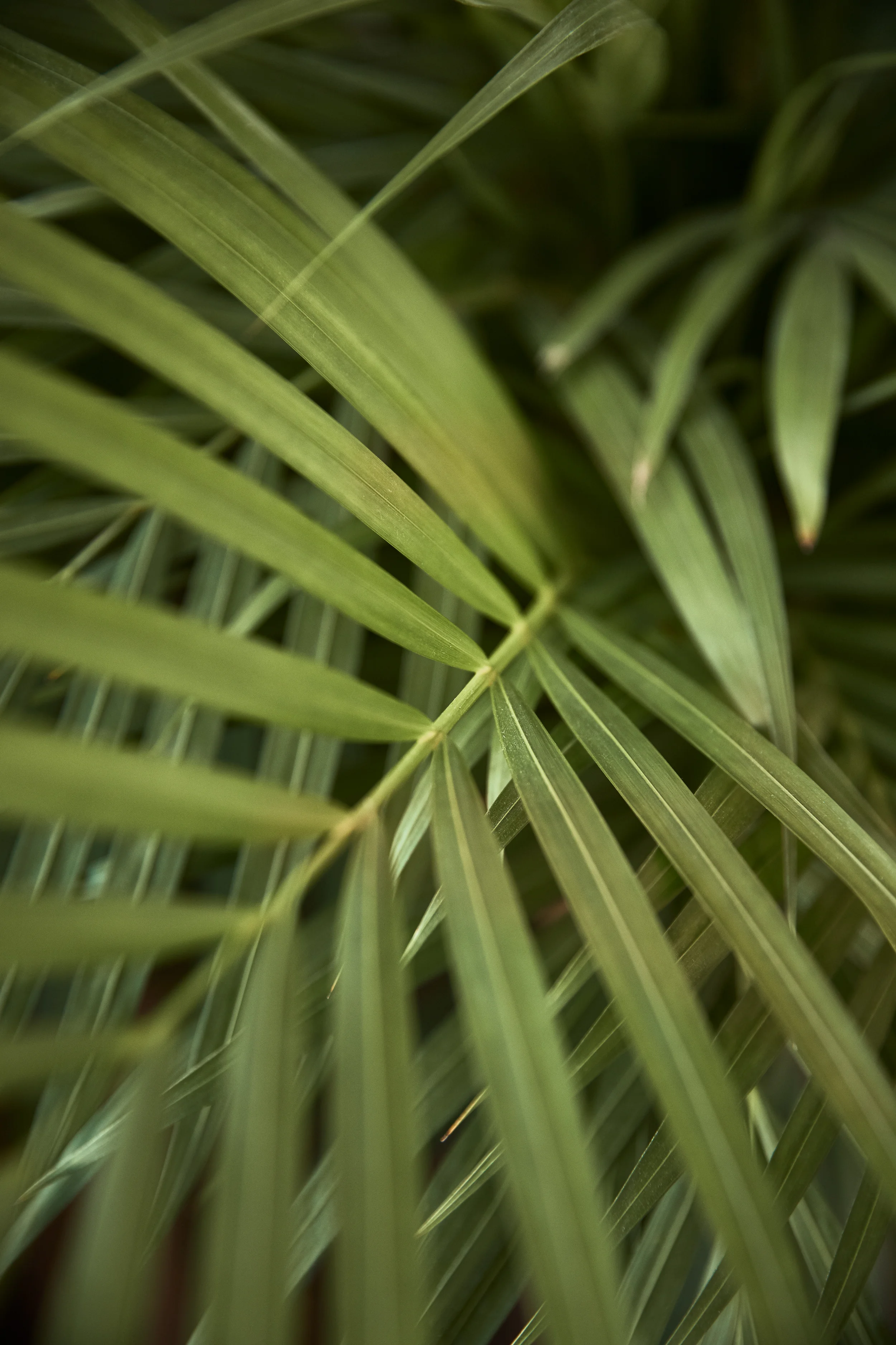 Woodcessories_03_2500px.jpg