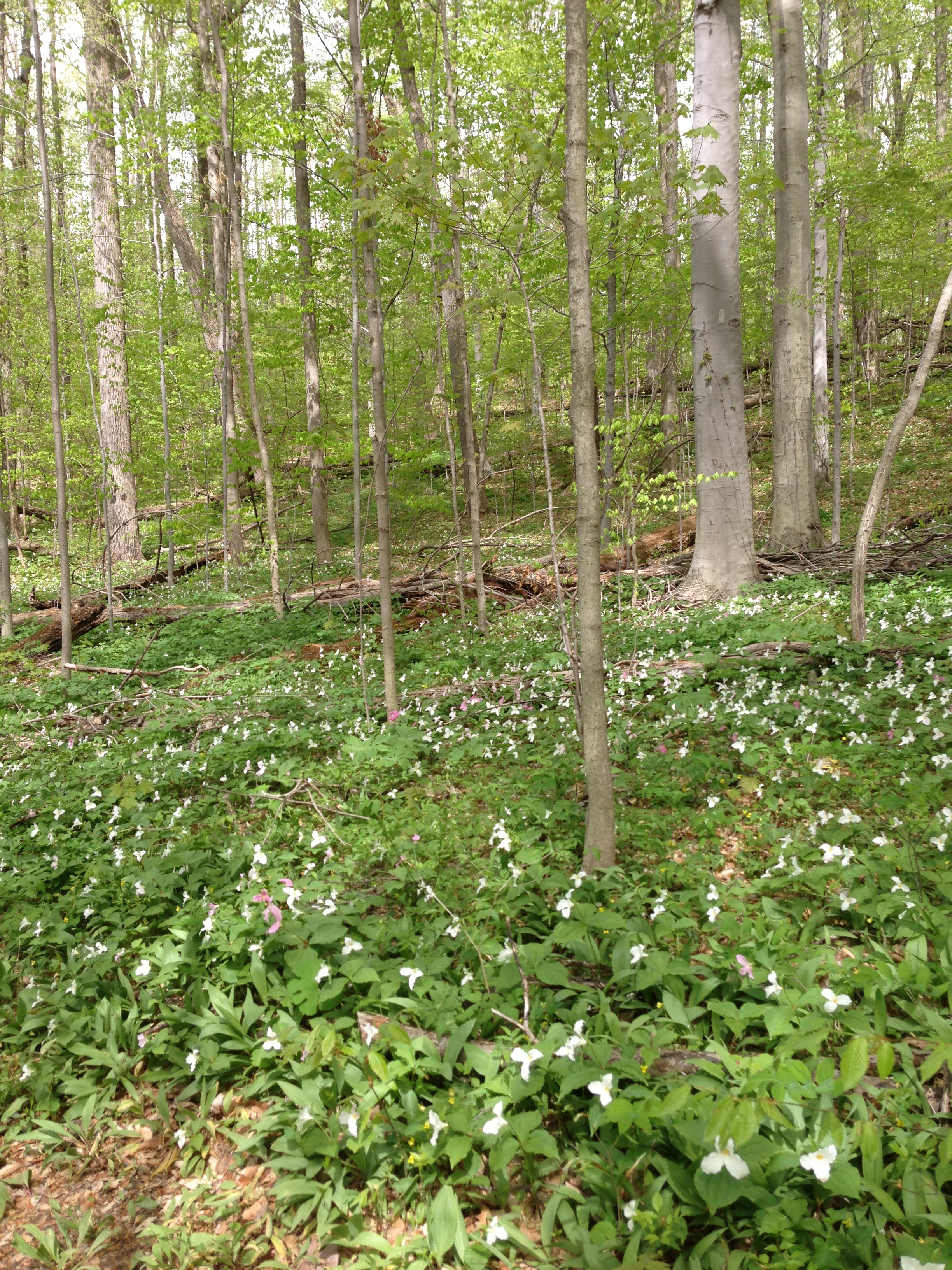 Trails are filled with Spring wild flowers