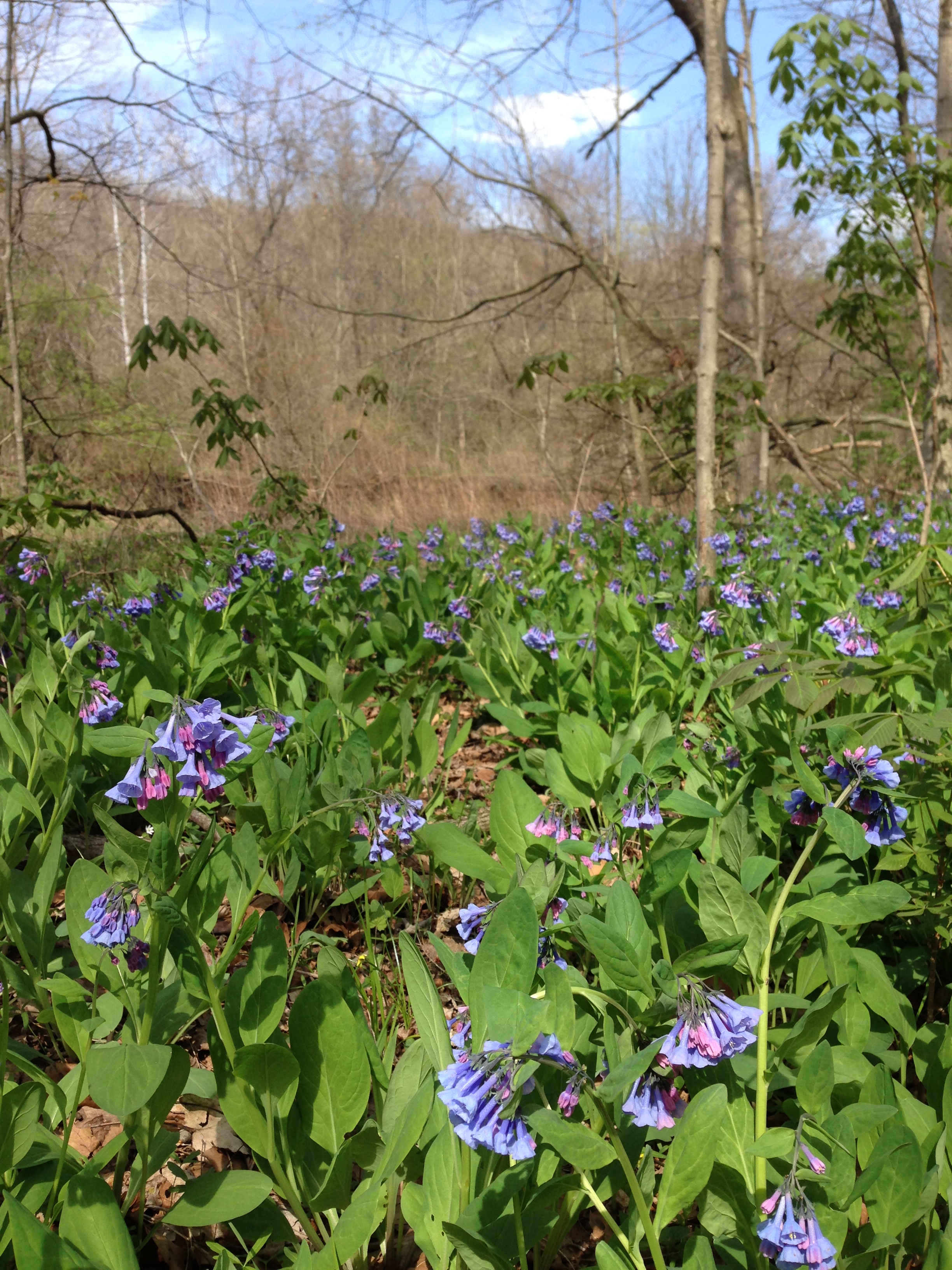 Furnace Run Blue Bell Hike in May