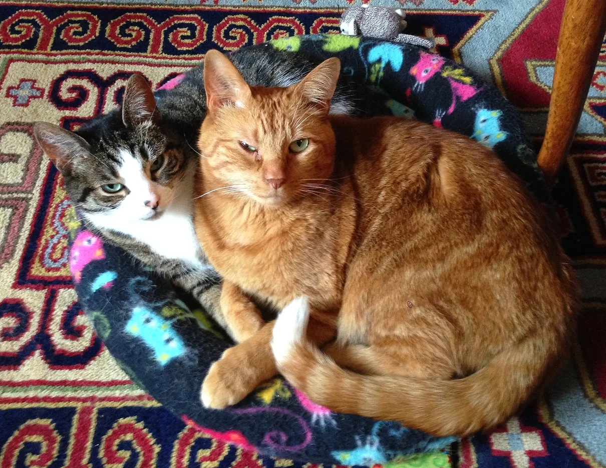 I tried to get Charlie and Teeka to draw the giveaway winner, but they were just too tired to make that decision.