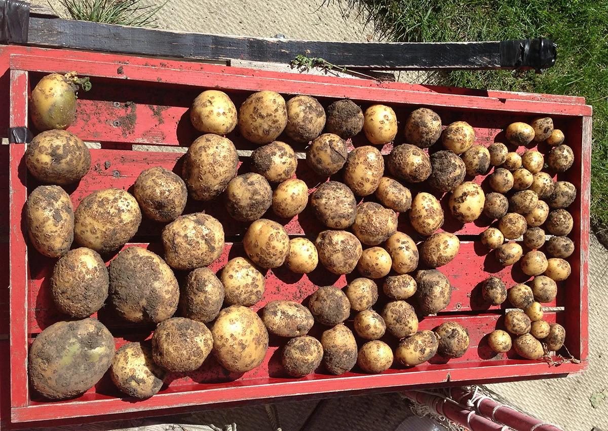 Home grown potatoes.