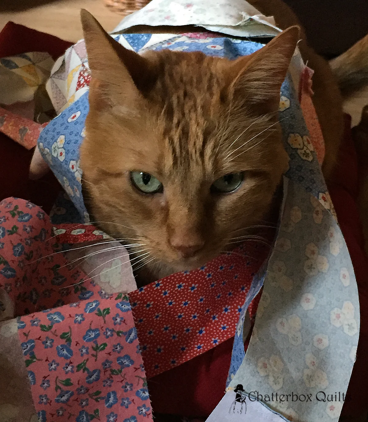 Charlie's always willing to lend a hand, er, paw, when I'm quilting.