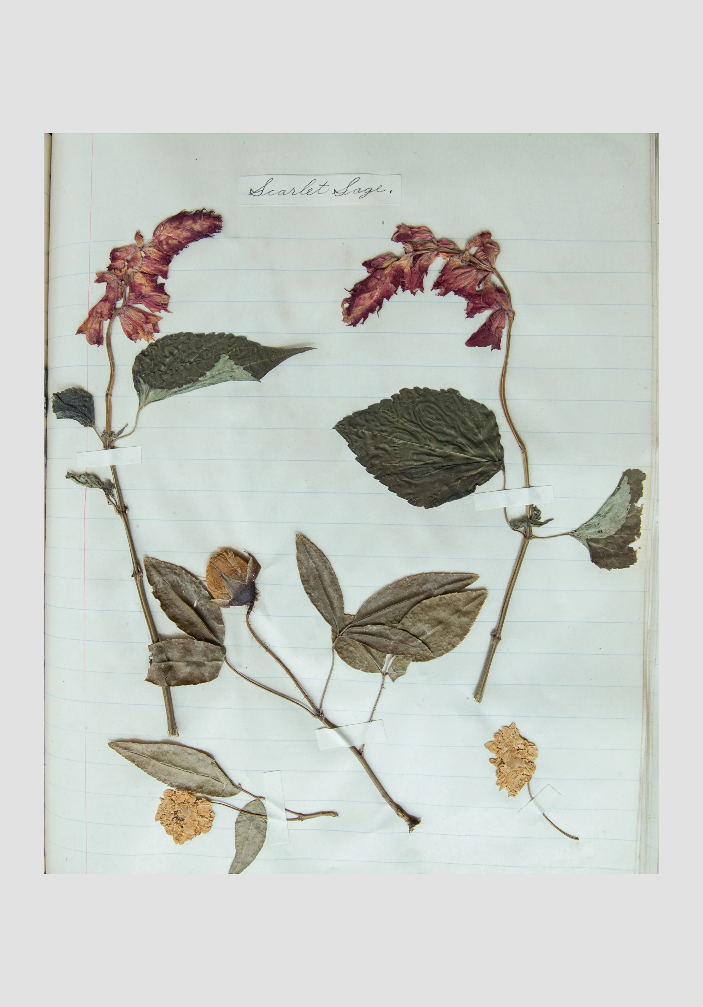 Pressed_Plants_2 6x2 canvas.jpg