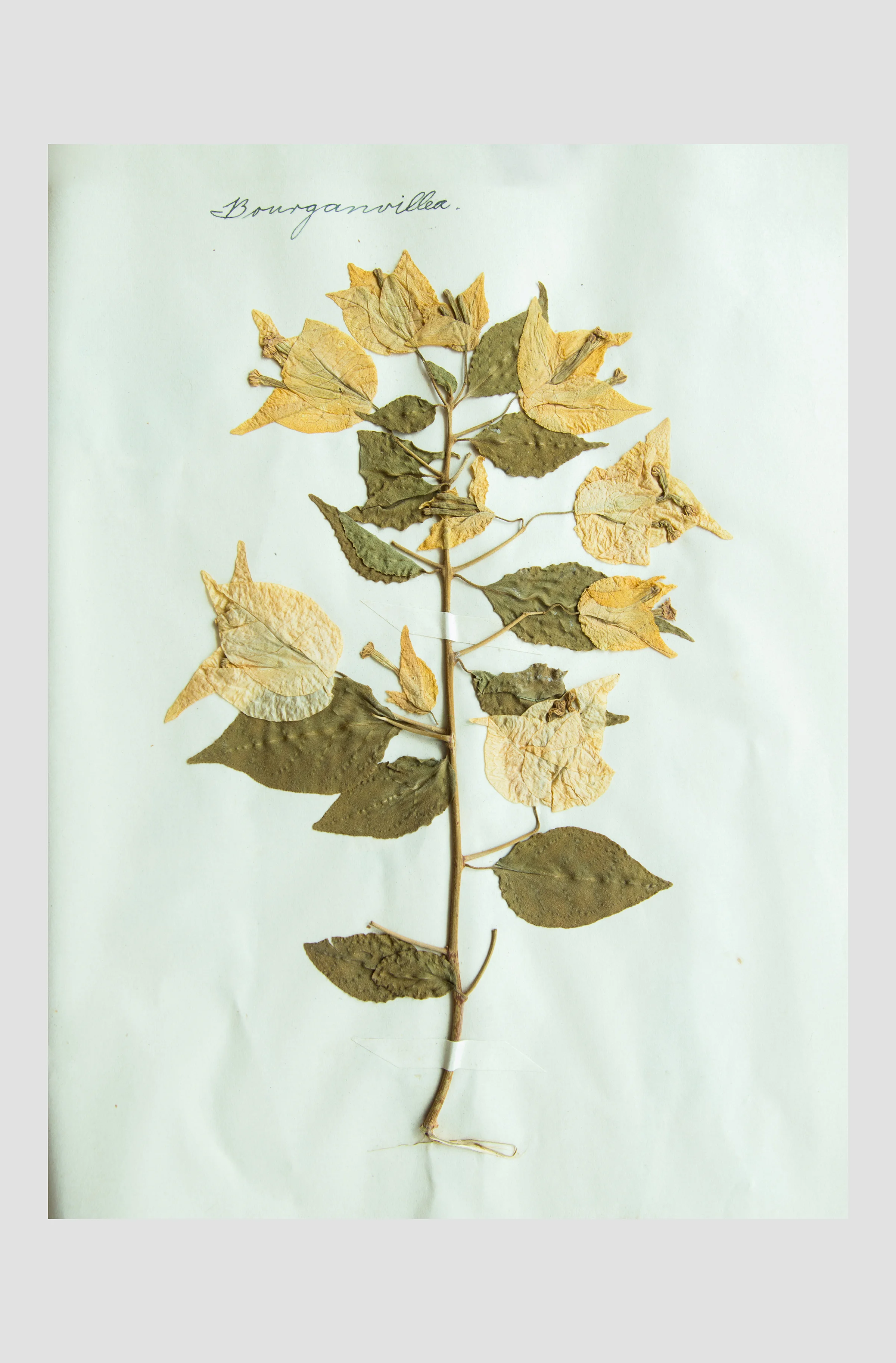 Pressed_Plants_5 (1) 6x2 canvas.jpg