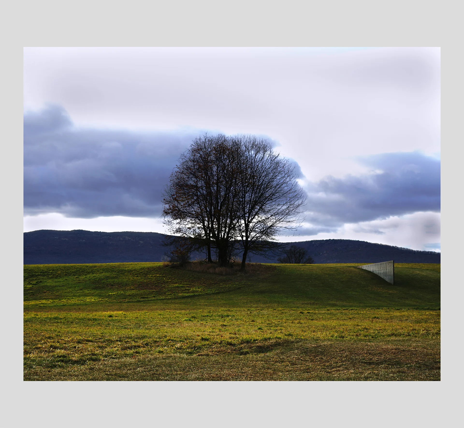 3 Trees & A Wall.jpg
