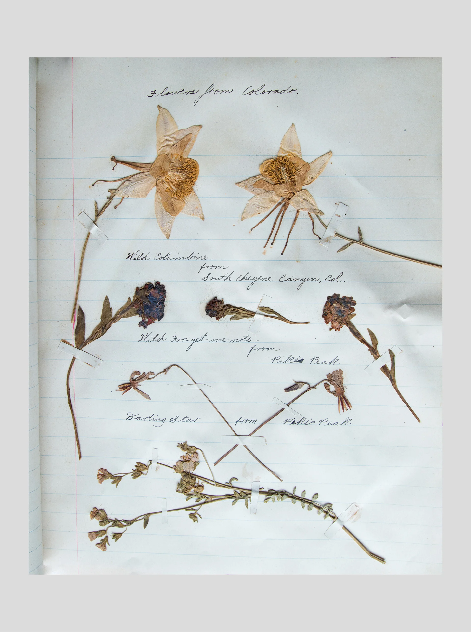 Pressed_Plants_1.jpg
