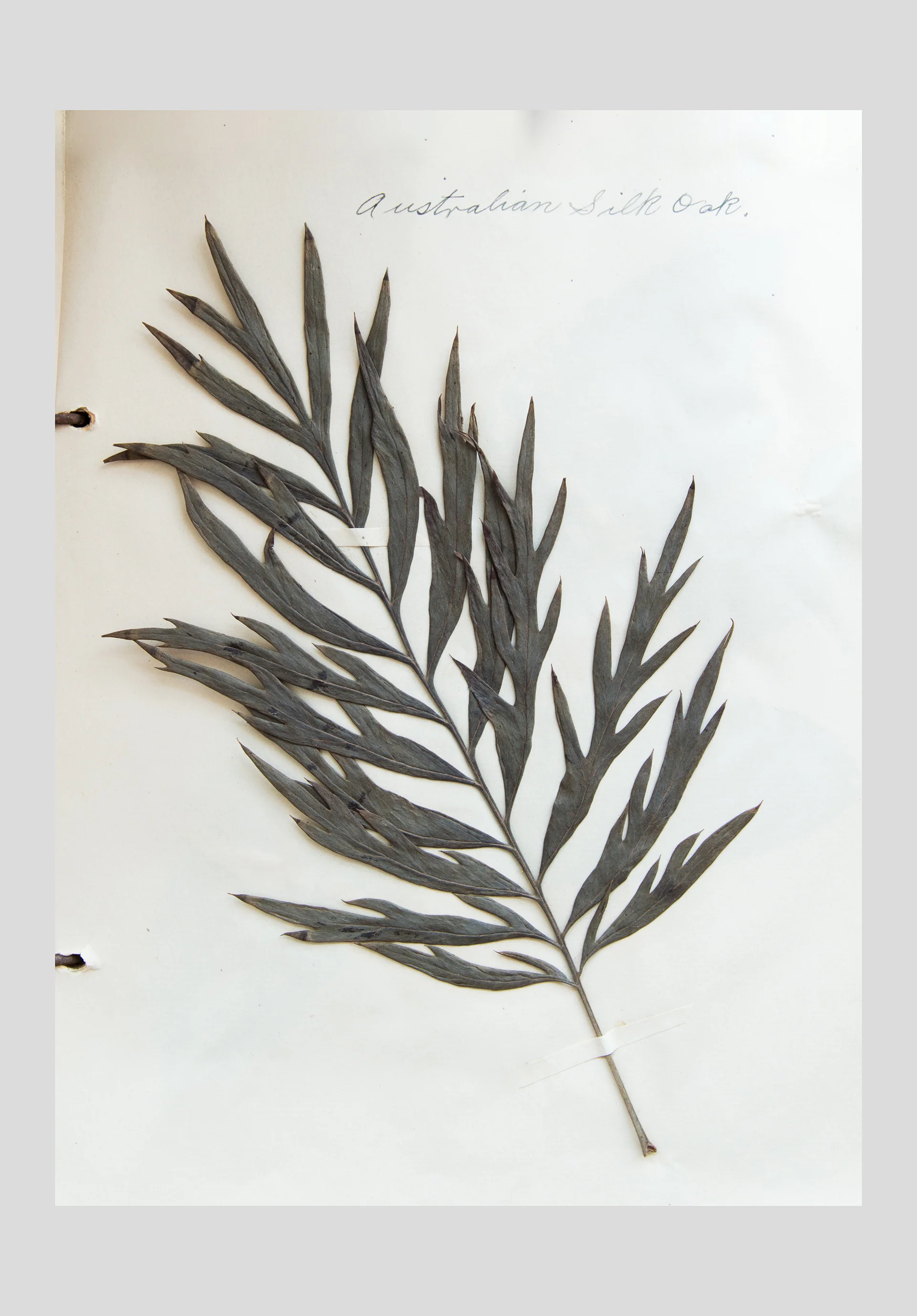 Pressed_Plants_4.jpg