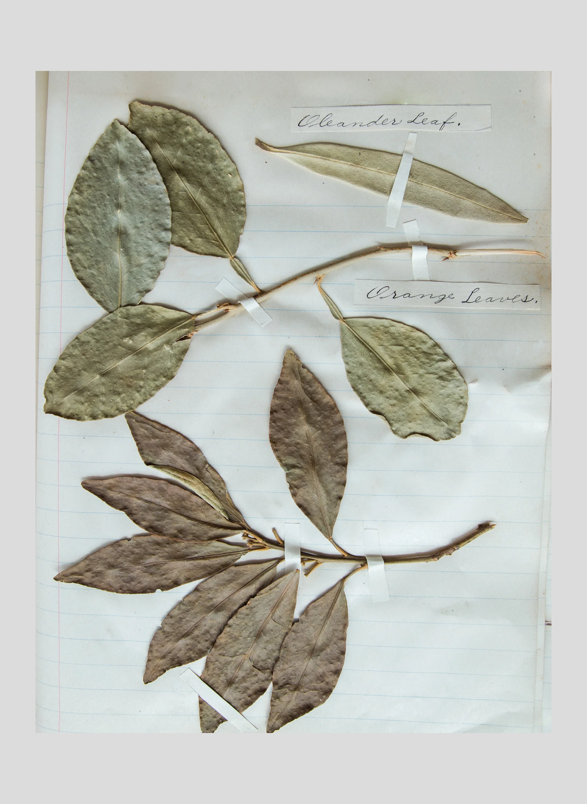 Pressed_Plants_6.jpg