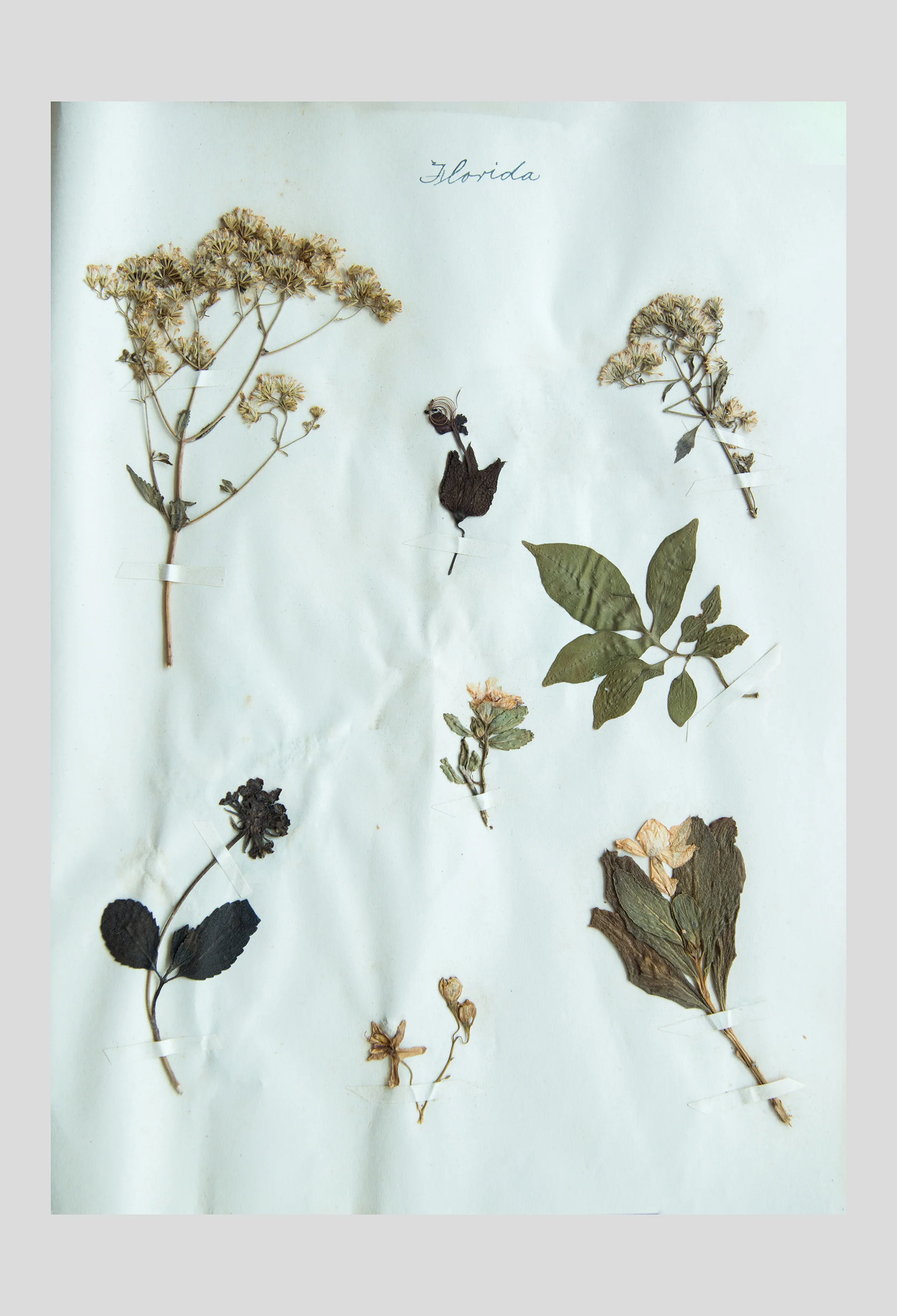 Pressed_Plants_3.jpg