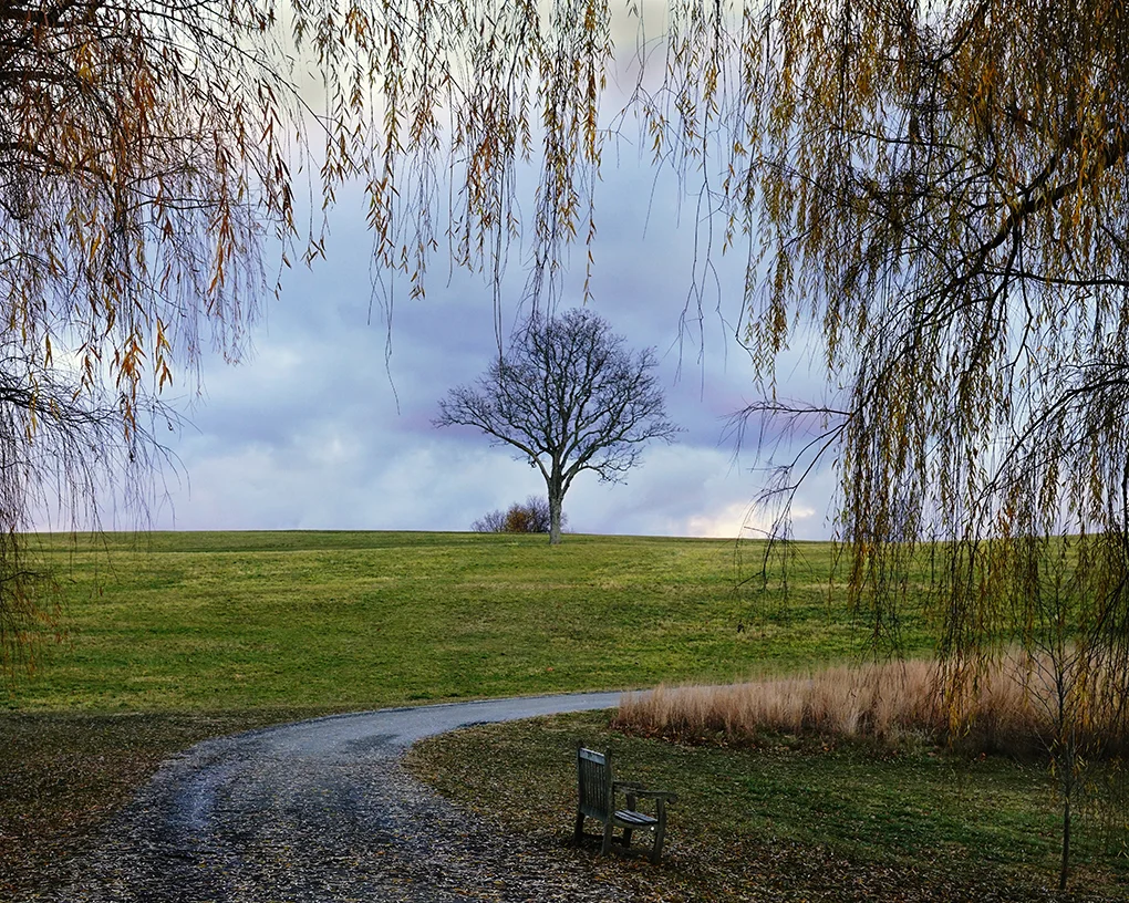Bench & a Tree_SM.jpg