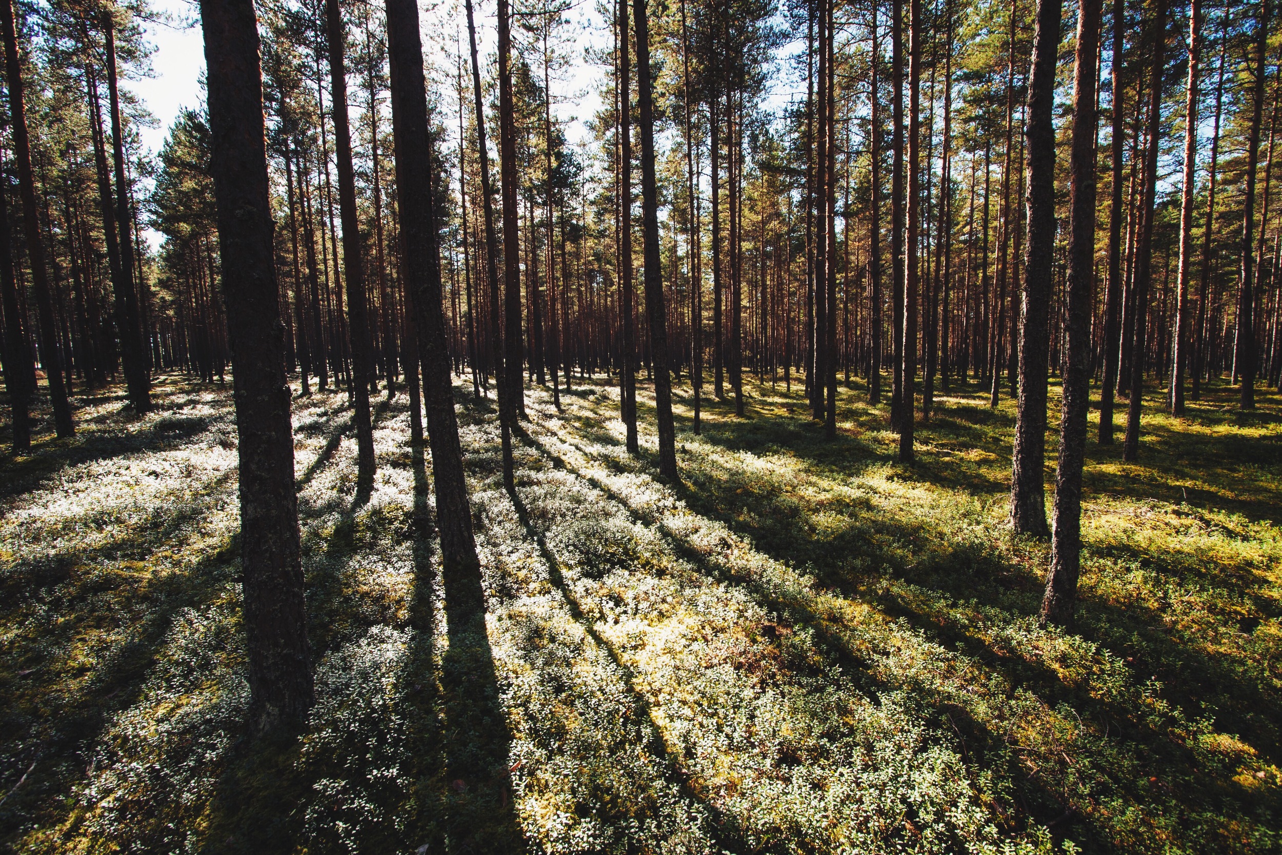 Shining forest, Estonia