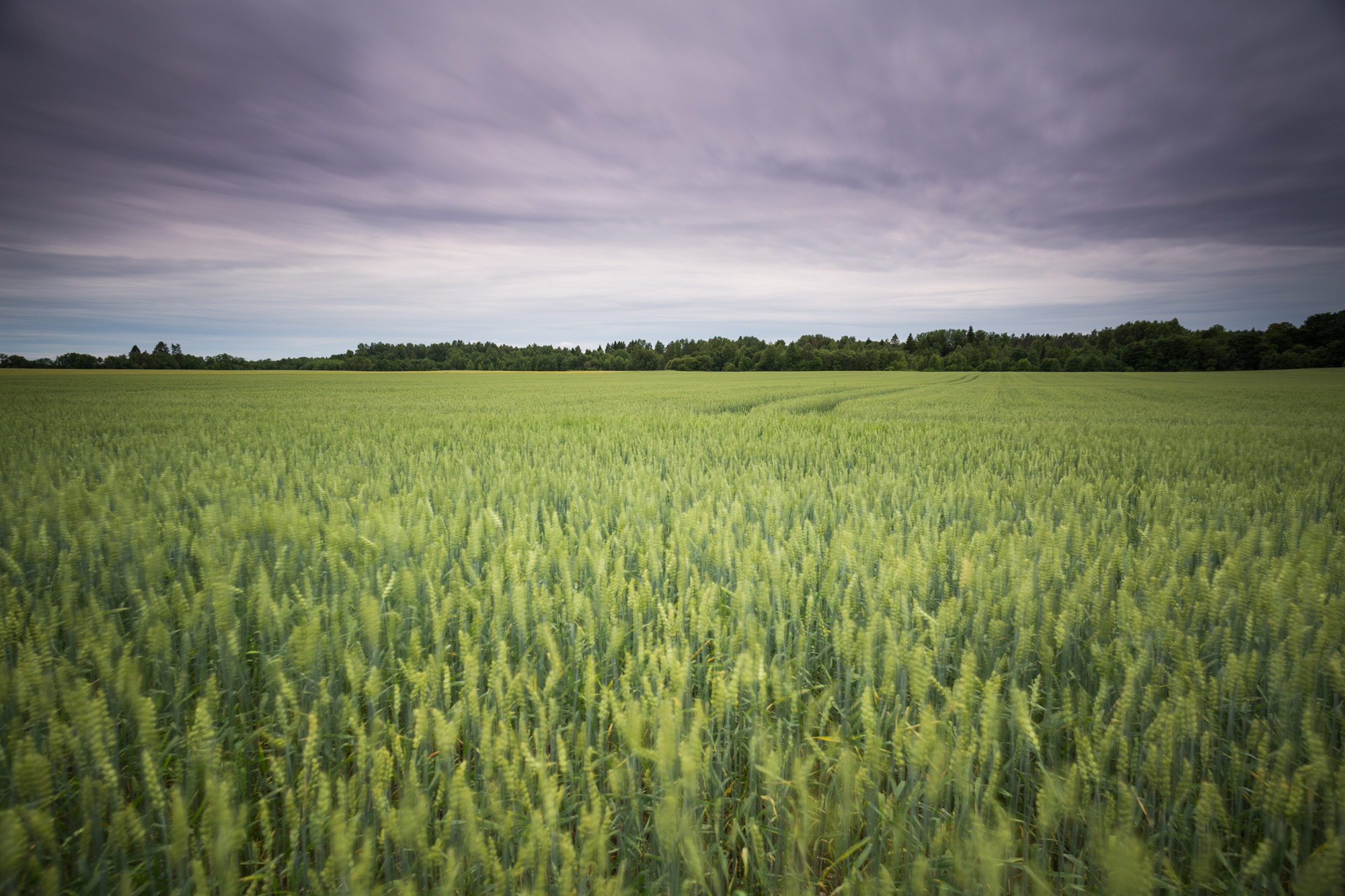 Grain field in Estonia