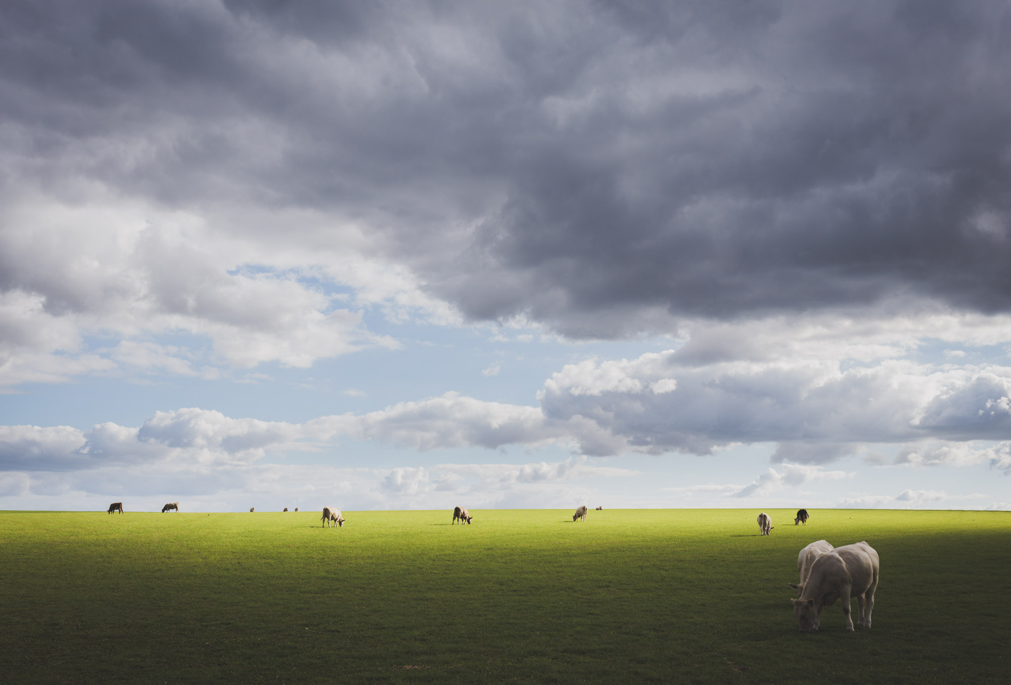 Cow field in England