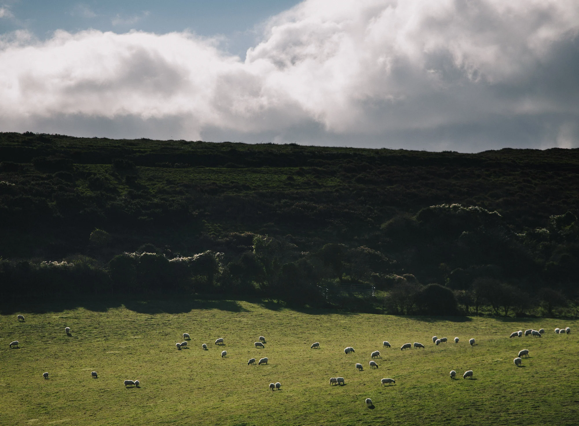 Sheep on a field, England