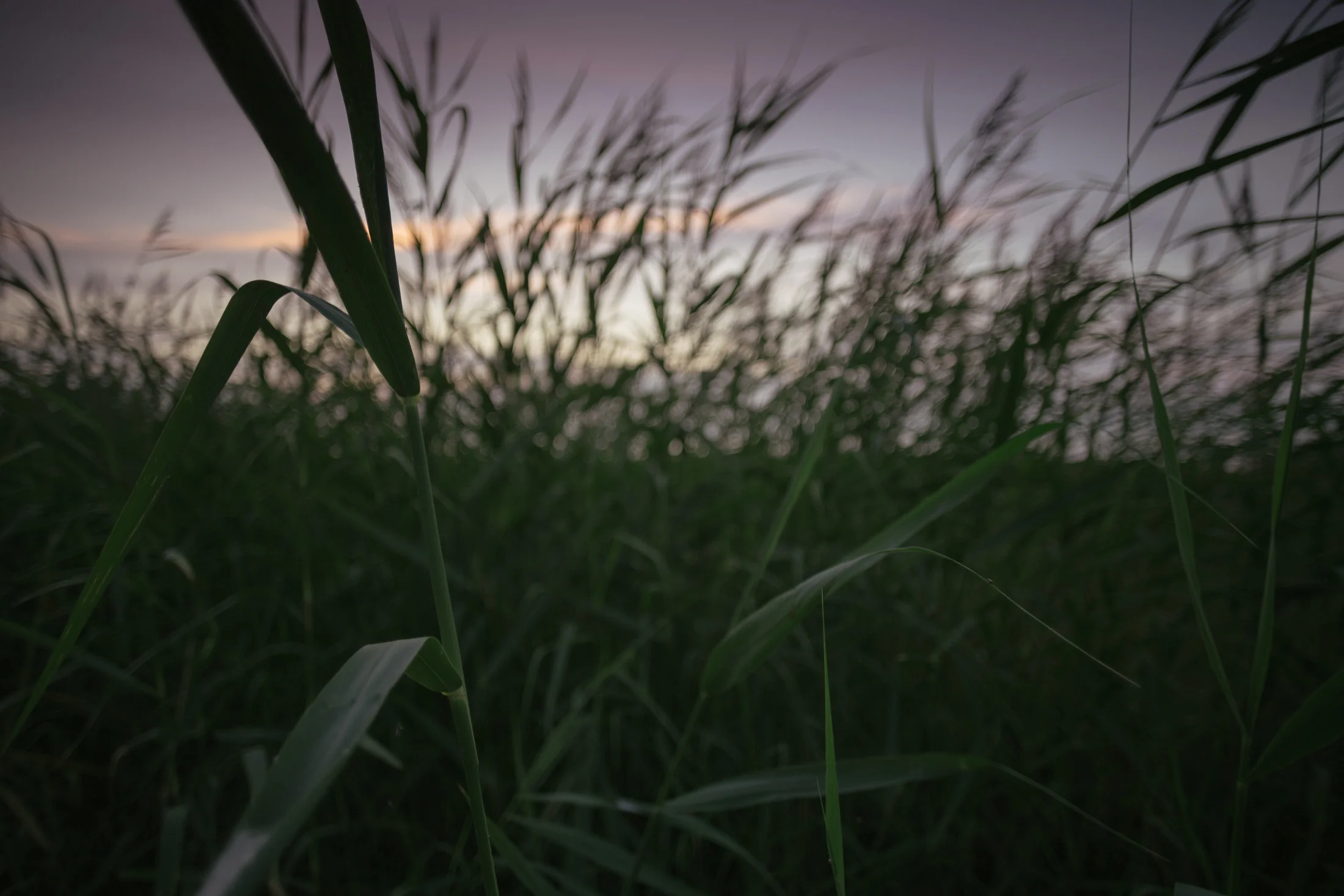 In the green, Estonia