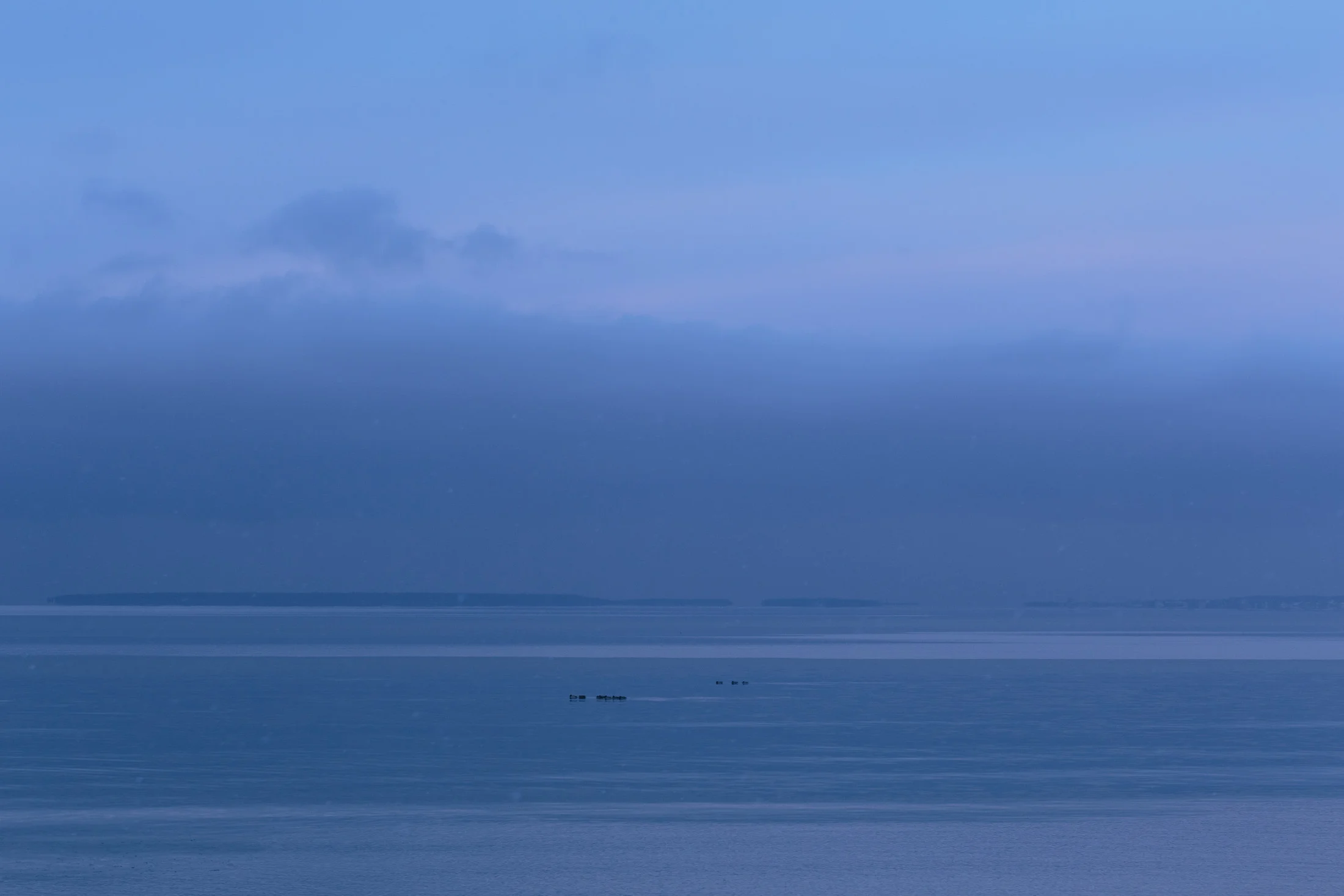 Ducks in the winter sea in Kopli, Estonia