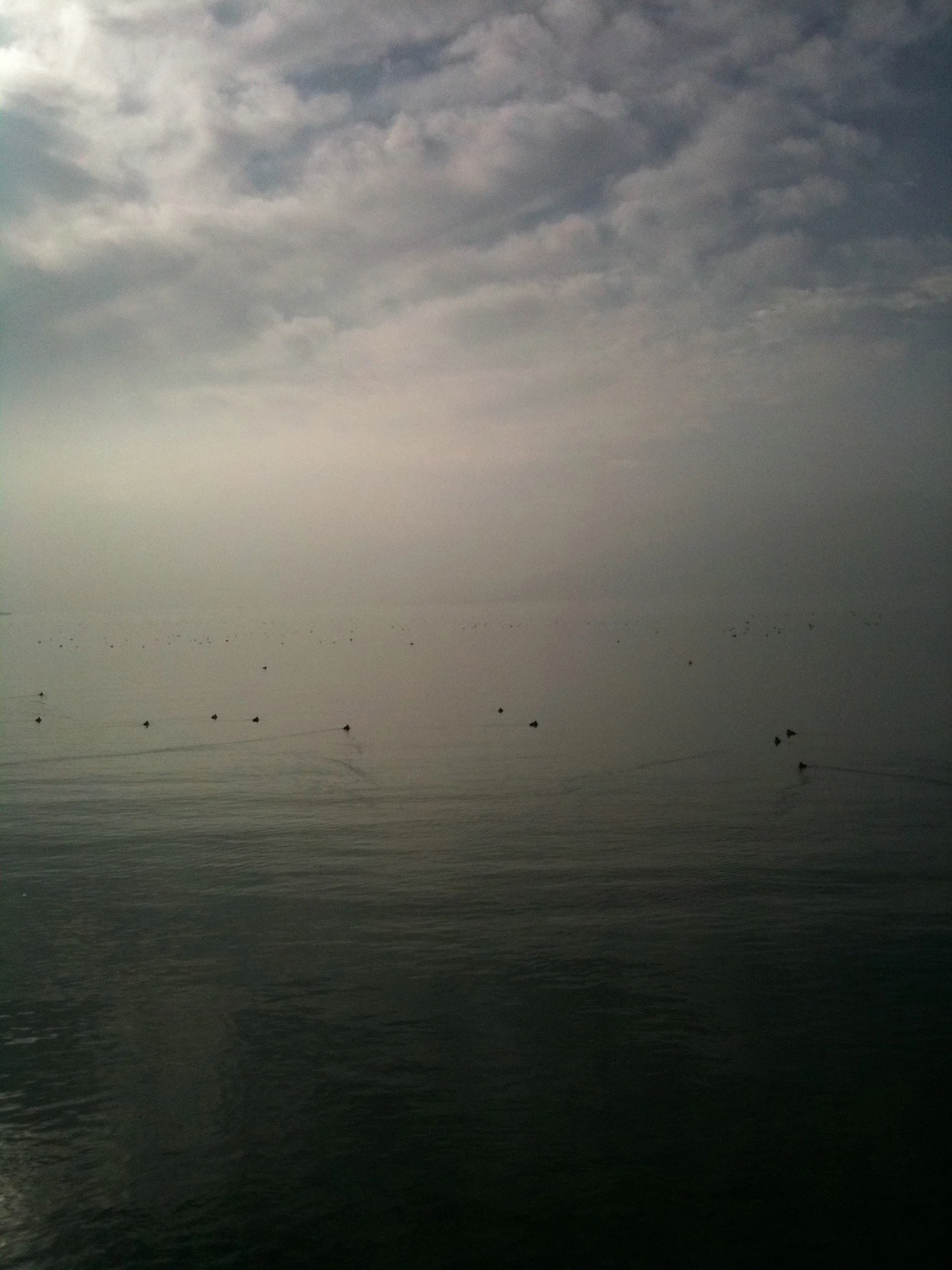16_tiburon.jpg