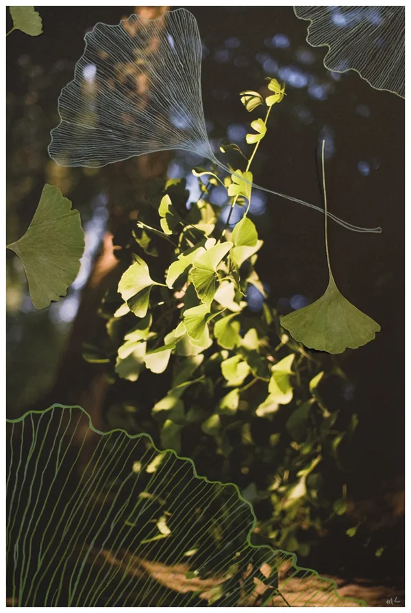 Ginkgo