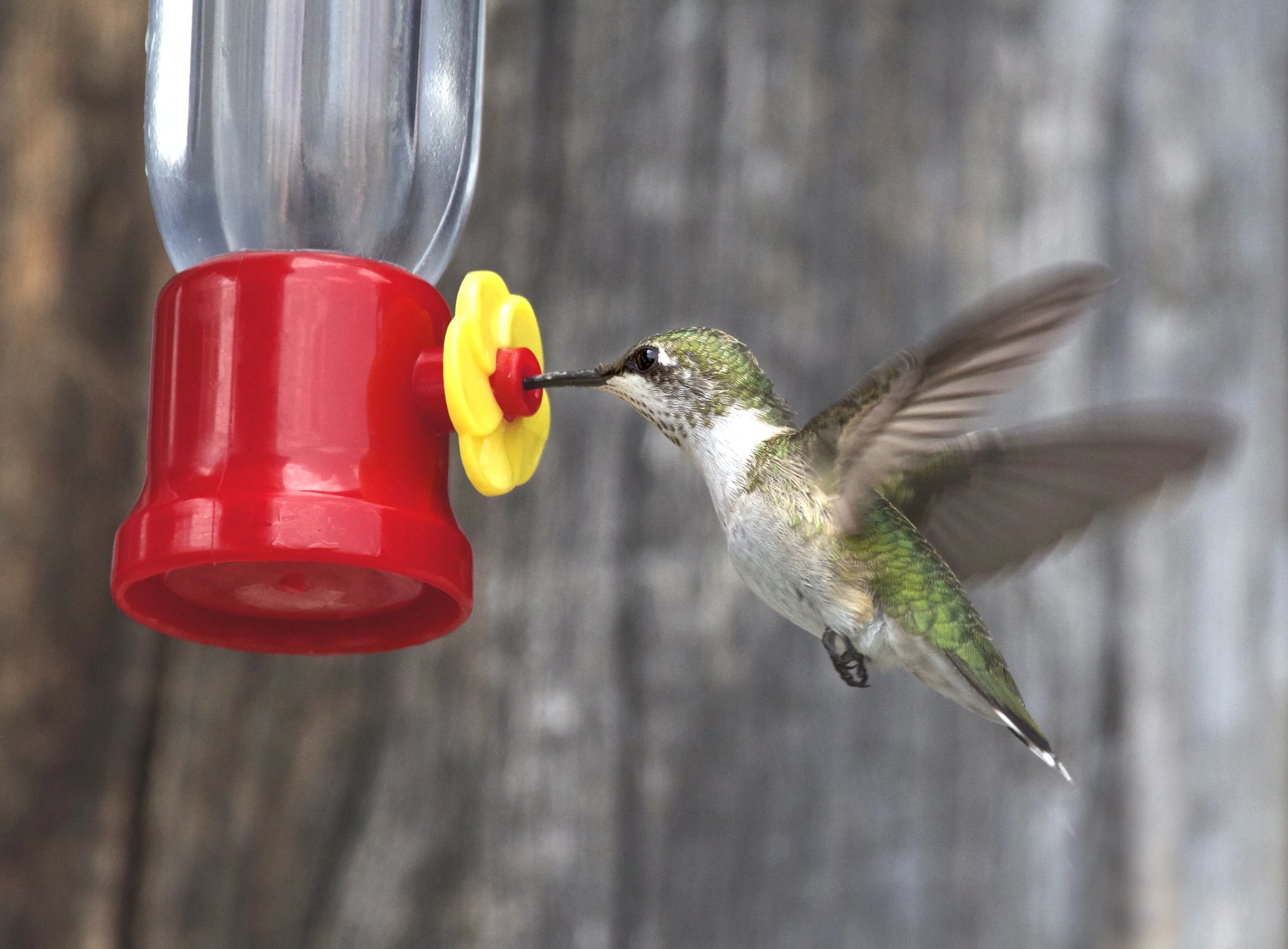 Using Feeders Donna Desousa