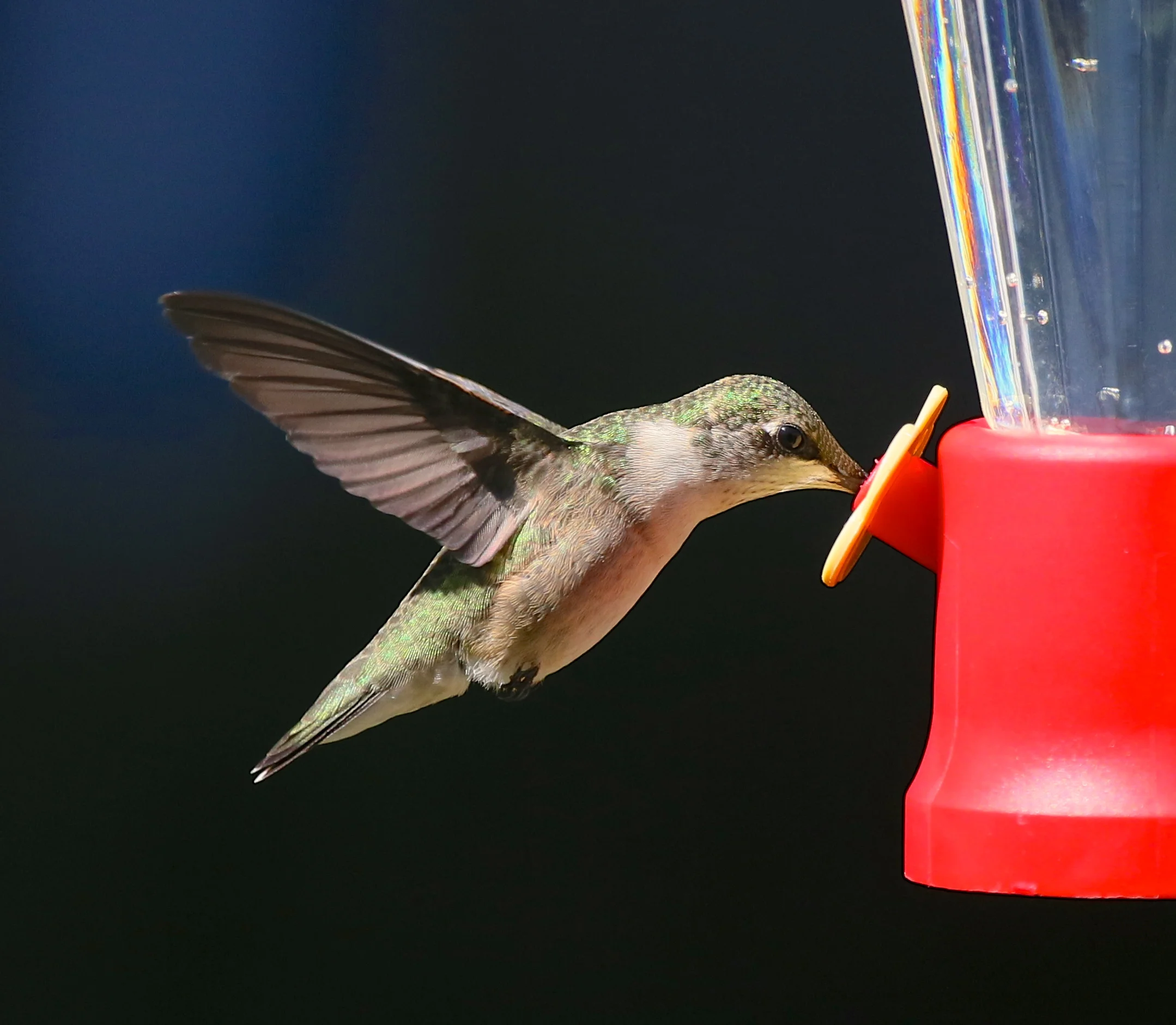 Using Feeders Donna Desousa