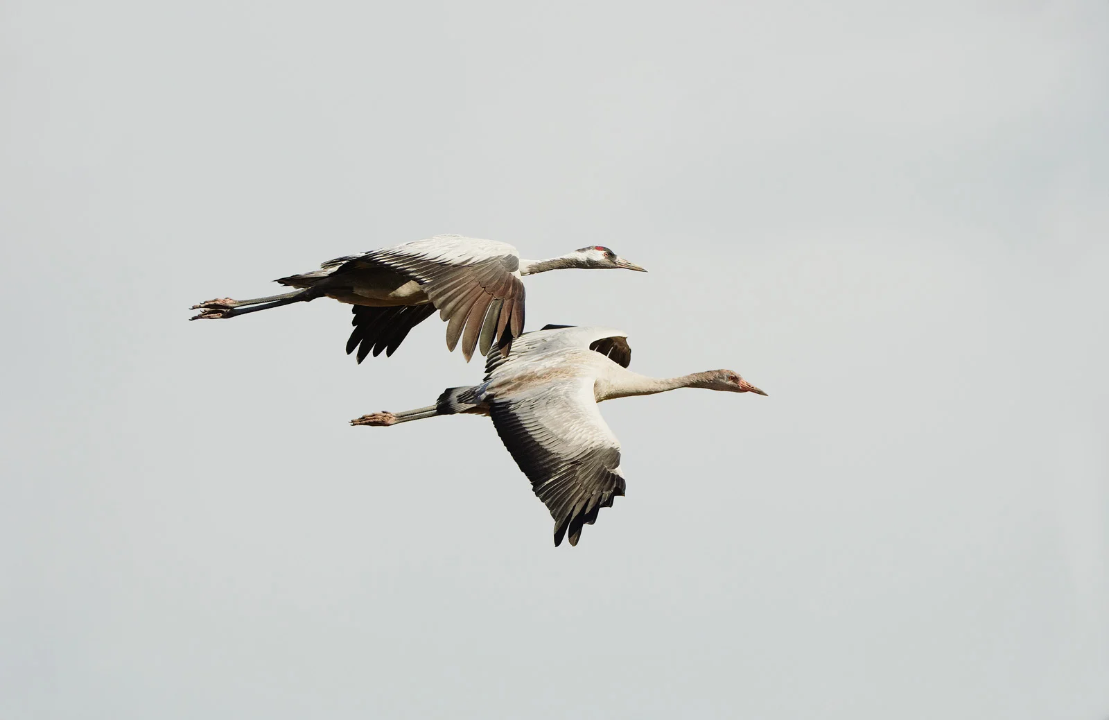 30x40 201210 crane father with son 1749 sh sRGB.jpg