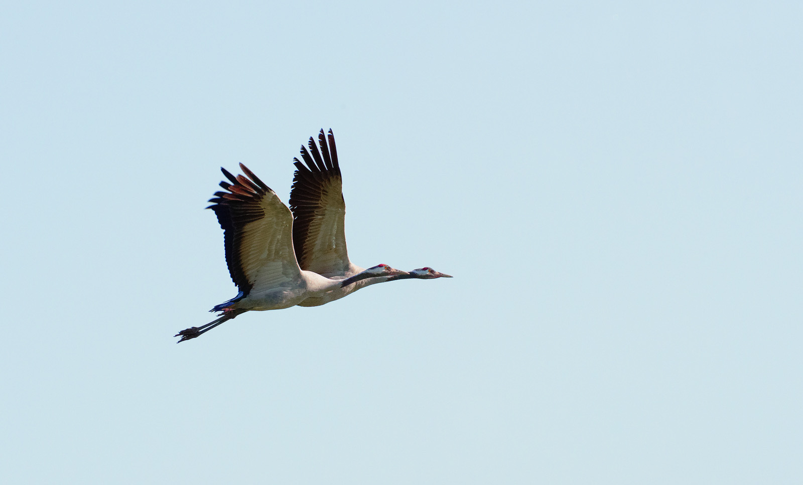 30x40 201210 crane pair without 4950 sh sRGB.jpg